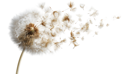 Dandelion seed head blowing away