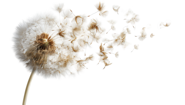 Dandelion seed head blowing away