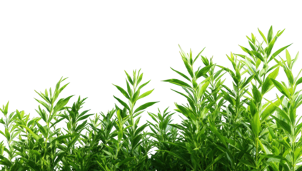 Lush green foliage in a horizontal line