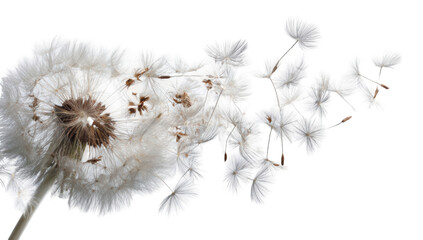 Close-up of dandelion seed head, light