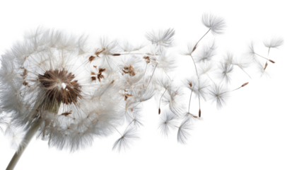 Close-up of dandelion seed head, light