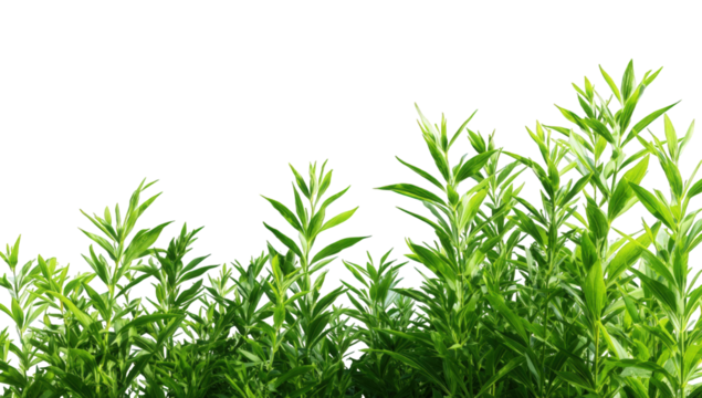 Lush green foliage in a horizontal line