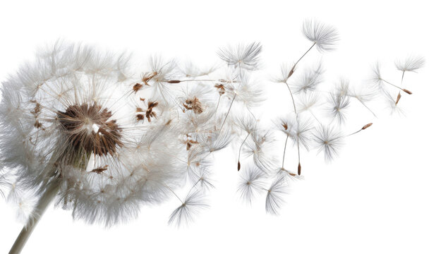 Close-up of dandelion seed head, light