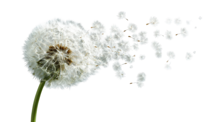 A dandelion seed head dispersing seeds