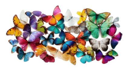 Vibrant butterflies in a cluster (1)