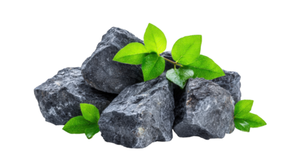 Dark gray stones with fresh leaves