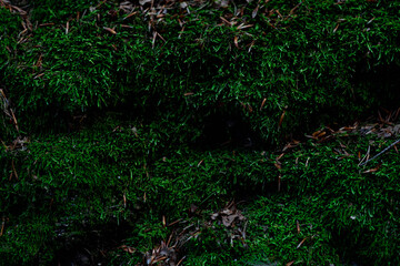 Obraz premium Lush green moss covering rocky terrain in a shaded forest environment