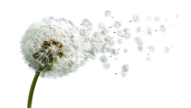 A dandelion seed head dispersing seeds