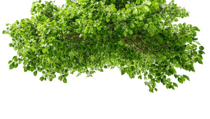 Obraz premium Lush green tree canopy (1)