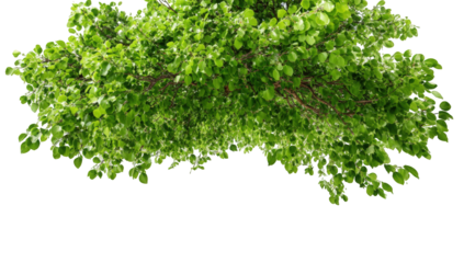 Lush green tree canopy (1)