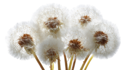 Cluster of fluffy white dandelion seed heads