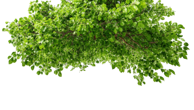 Lush green tree canopy (1)