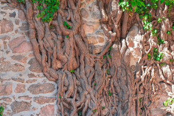 Natural vines intertwining with a stone wall in bright sunlight