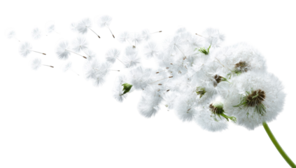 Dandelion seeds dispersing in the wind