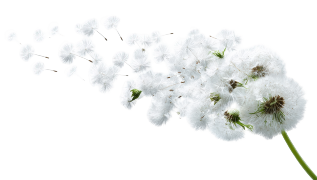 Dandelion seeds dispersing in the wind