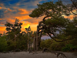 drzewa © LoveNature<3