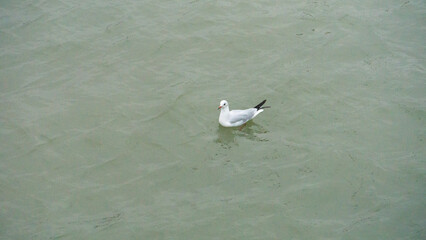 seagull on the water