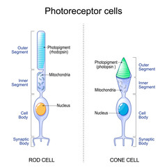 Photoreceptor cells. Cone cell and rod cell. Retina.