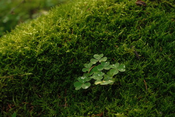 Fototapeta premium Green clover leaves with water droplets on lush mossy surface in a serene natural environment
