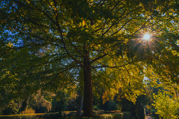 Licht und Sonnenstrahlen am Morgen durch die Bäume im Park
