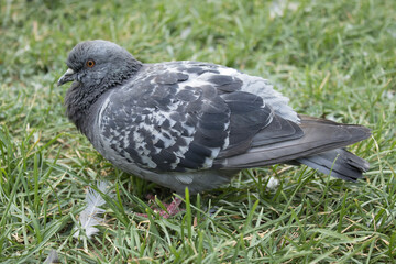 Single pigeon standing on green grass in profile. Natural light reveals feather detail, eye and beak. Ideal for urban wildlife, birdwatching, ecology, and park life subjects.