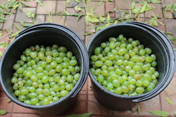 The grapes were harvested in large quantities at home in the fall and removed from the vineyards