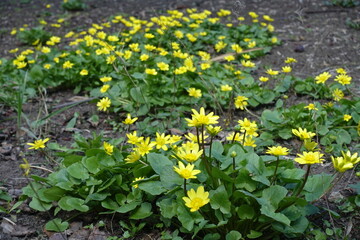 Countless yellow flowers of lesser celandine in April