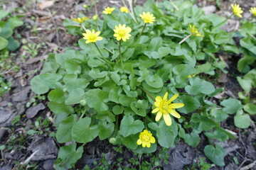Couple of yellow flowers of lesser celandine in April
