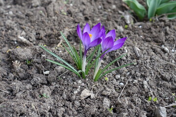 Two violet flowers of crocuses in March (side view)
