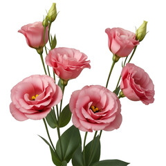 Delicate Pink Eustoma Flowers on Black Background