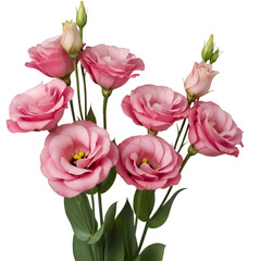 Delicate Pink Eustoma Flowers on Black Background