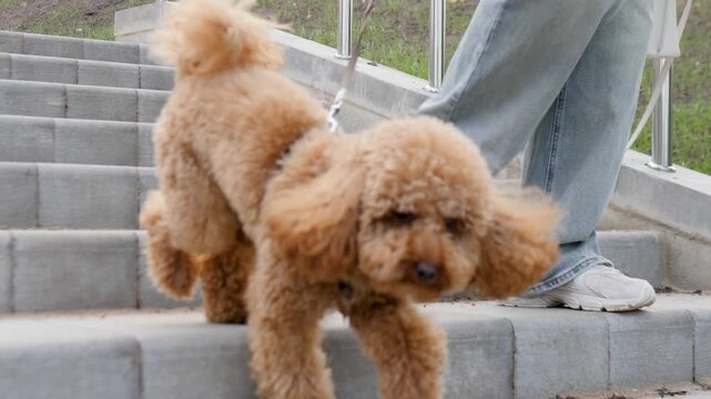 A cute dog walks up stairs with its owner in an urban setting, showcasing their friendship
