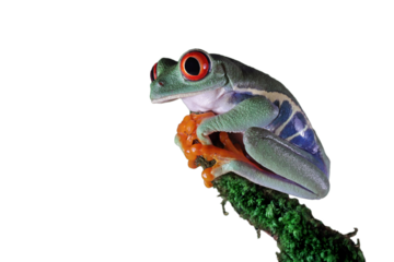 Red-eyed tree frog sitting on moss with isolated background, Red-eyed tree frog (Agalychnis callidryas) closeup on branch