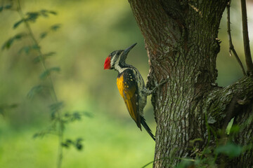 A close-up of a Black-rumped flameback (Dinopium benghalense) on a tree.