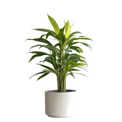 Obraz premium Lush green indoor plant in a modern white pot, enhancing home decor with vibrant foliage
