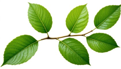 A vibrant green branch with five leaves isolated on white background, showcasing the intricate details of natures design and the beauty of foliage