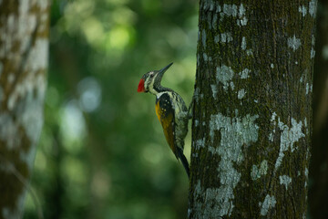A closeup of a black-rumped flameback (Dynopium benghalense) on a tree in the forest.