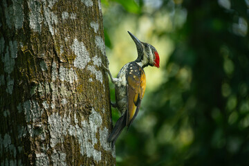 A close-up of a Black-rumped flameback (Dinopium benghalense) on a tree.