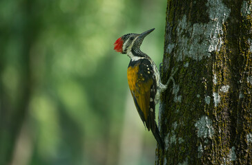 A close-up of a Black-rumped flameback (Dinopium benghalense) on a tree.