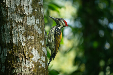 A vibrant Black-rumped Flameback woodpecker (Dinopium benghalense) clings to the rough, mossy bark of a tree in a lush forest  setting.