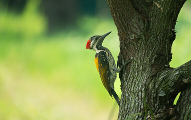 A close-up of a Black-rumped flameback (Dinopium benghalense) on a tree.