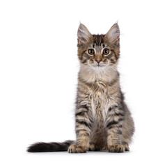 Maine Coon cat kitten sitting up facing front. Looking straight to camera. Isolated on white background