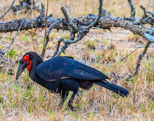 A view of a Southern ground hornbill in Kruger national park, South Africa in Springtime © Nicola