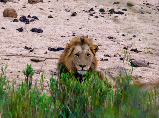A view of a lion appearing above the bush in Kruger national park, South Africa in Springtime