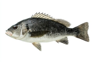 Fototapeta premium Black Drum Fish. Fresh Raw Fish Isolated on White Background