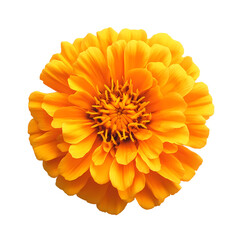 Vibrant yellow marigold flower close-up showcasing intricate petal details against a black background