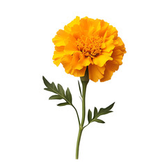 Vibrant yellow marigold flower with green leaves isolated on a white background, ideal for floral designs