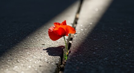 Vibrant red poppy blooming through crack in concrete symbolizes resilience, hope, and determination