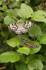 Two tropical butterflies resting on green leaves in a natural environment, close-up macro photo.