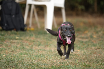 Young rescued dog resting and playing in his foster dome after socialization and obedience training